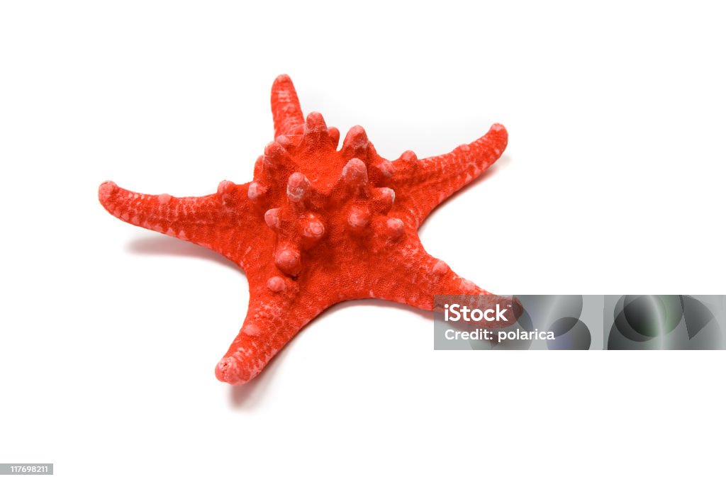 Red starfish - Zbiór zdjęć royalty-free (Bez ludzi)