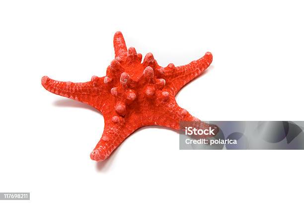 Red Starfish - zdjęcia stockowe i więcej obrazów Bez ludzi - Bez ludzi, Biały, Czerwony