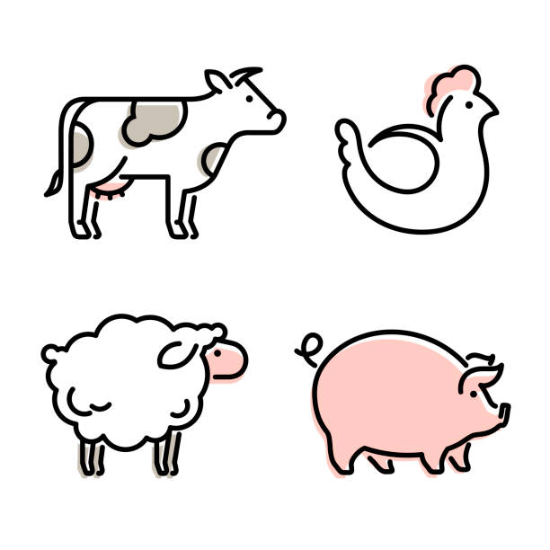ilustraciones, imágenes clip art, dibujos animados e iconos de stock de icono vectorial de animales de granja. iconos lineales de ovejas, vacas, cerdos y pollos. - livestock pink agriculture nature