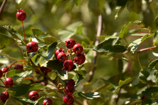 istock oneseed hawthorn fruits 1176982875