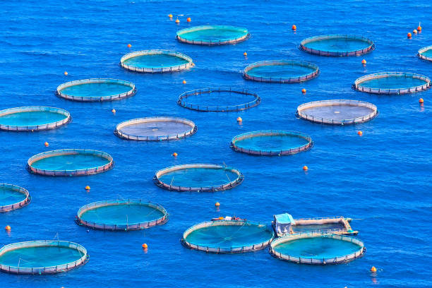 istock fish farm with floating cages in Greece 1176984272