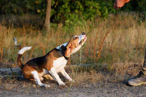 crabot têtu de beagle tirant la brindille - fitness trainer photos et images de collection