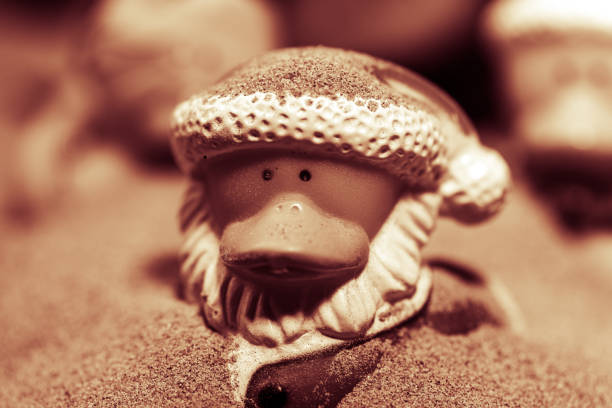 Female walrus known as \