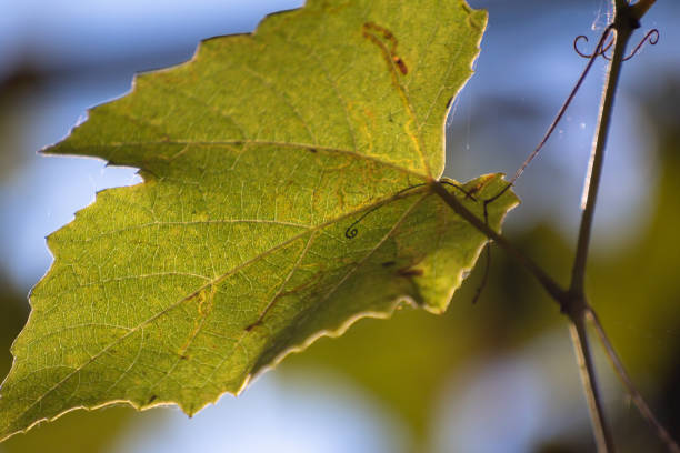 istock Branch of grapes in the sun 1176988972