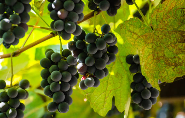 istock Branch of grapes in the sun 1176988973