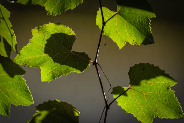 istock Branch of grapes in the sun 1176989034