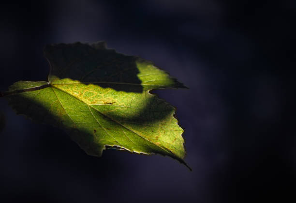 istock Branch of grapes in the sun 1176989042