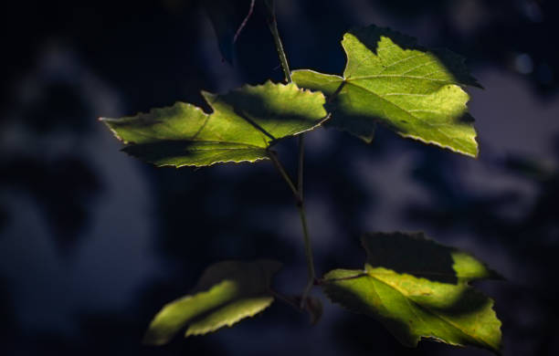istock Branch of grapes in the sun 1176989095