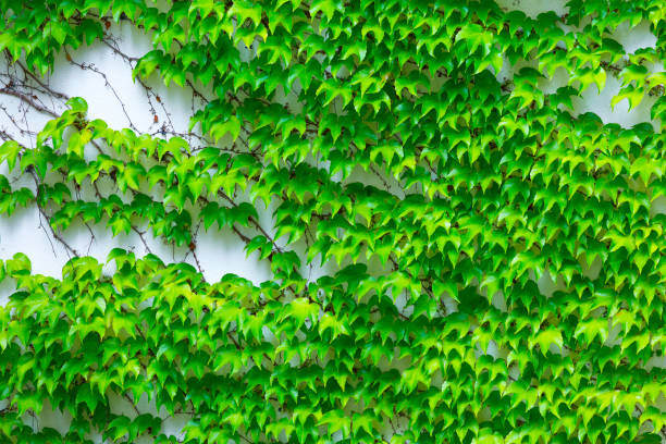 Vine variety Parthenocissus tricuspidata Veitchii, or Victoria creeper, or Boston Ivy, bright green waxy leaves on long sprout grow climbs clings tiny suction cups on building exterior wall Vine variety Parthenocissus tricuspidata Veitchii, or Victoria creeper, or Boston Ivy, bright green waxy leaves on long sprout grow climbs clings tiny suction cups on building exterior wall Boston Ivy stock pictures, royalty-free photos & images