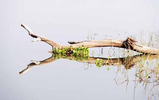 Close-up of a branch and water hyacinths reflected in the water of the Shire River in Malawi.