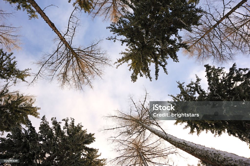 Skyscape en forêt - Photo de Arbre libre de droits