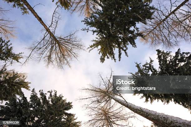 Кроссовки Skyscape В Лесу — стоковые фотографии и другие картинки Без людей - Без людей, Верхний ракурс, Верхняя часть