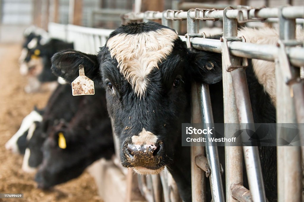 Vache à lait - Photo de Agriculture libre de droits