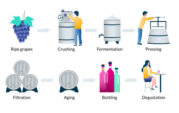 illustrazioni stock, clip art, cartoni animati e icone di tendenza di fasi del processo di produzione del vino, infografica vettoriale - bottling plant winemaking wine factory