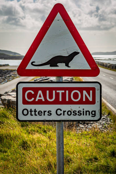 istock An Otters Crossing Sign 1176995964