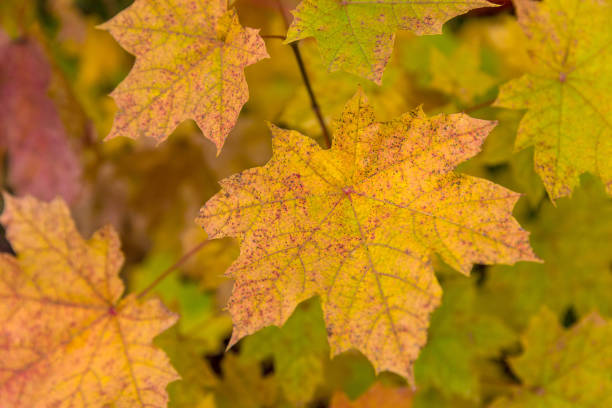 istock autumn rain leaves background 1176996339