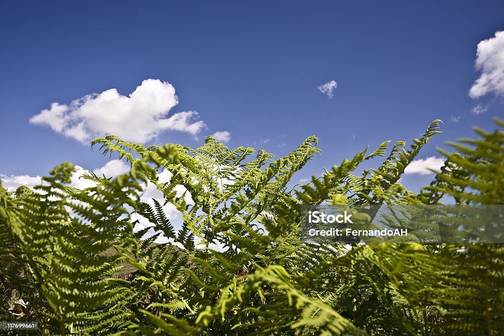 Sfondo di Fern - Foto stock royalty-free di Ambientazione esterna