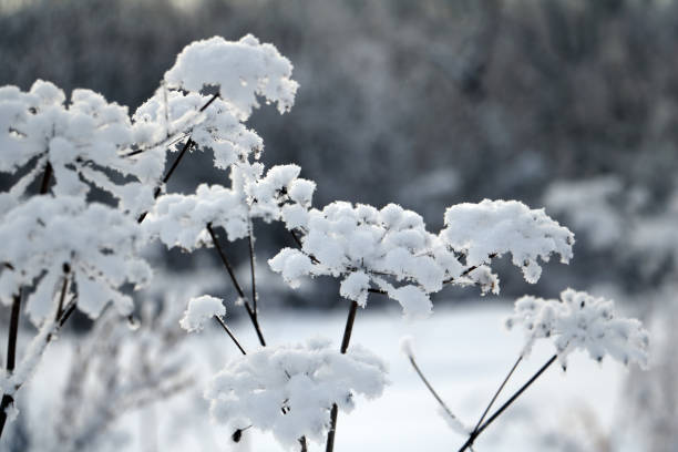 winterfoto eines schneebedeckten hogweed aus nächster nähe. - flower snow winter close up stock-fotos und bilder