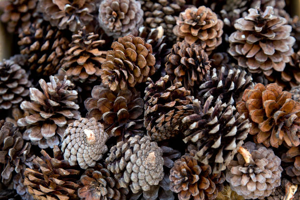 多数の松ぼっくりのクローズアップショット - brown pine cone seed plant ストックフォトと画像