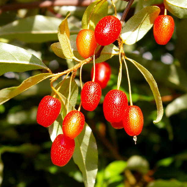 istock Ripe dogwood. 117699934