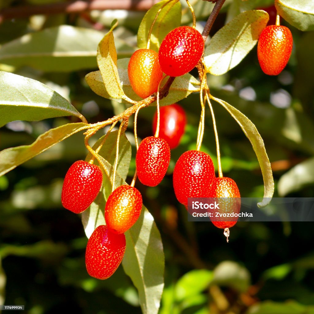 Tomates Cornus. - Royalty-free Amarelo Foto de stock