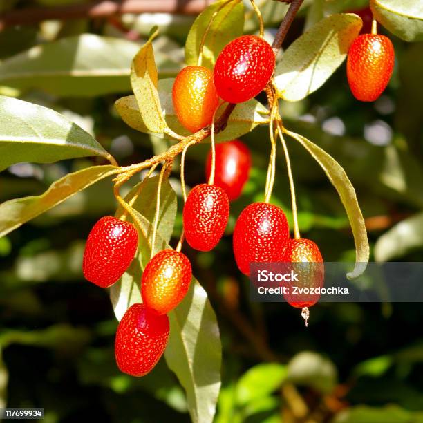 Tomates Cornus - Fotografias de stock e mais imagens de Amarelo - Amarelo, Ao Ar Livre, Arbusto