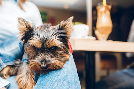 Young woman holding cute Yorkshire terrier in pet friendly cafe.