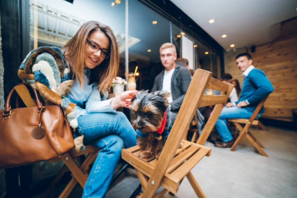 istock Cute Yorkshire terrier in pet friendly cafe 1177001345