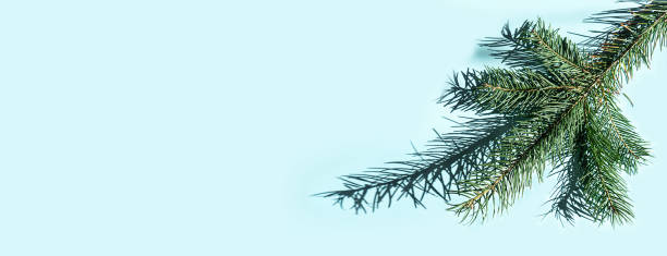 Christmas fir tree branches and shadows on pastel blue background, trendy border concept. Winter New Year holidays layout. Flat lay, top view, copy space. Banner size.