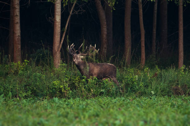 istock Red deer stag in rut roaring for attention 1177003452