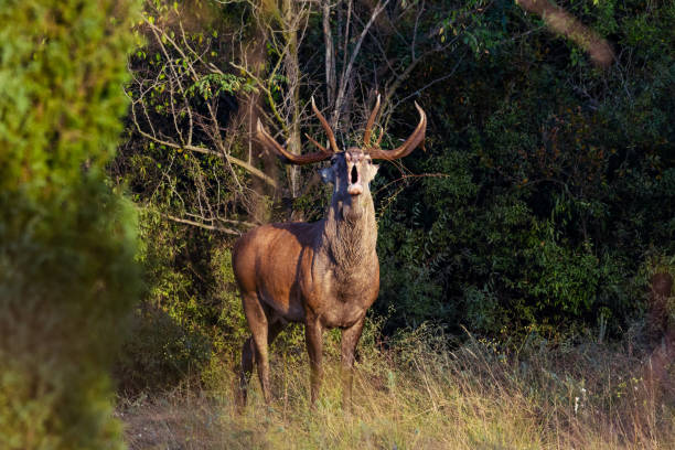istock Red deer stag in rut roaring for attention 1177004199