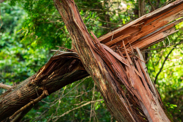 повреждение шторма. упавшее дерево в парке после шторма. - hurricane florida стоковые фото и изображения