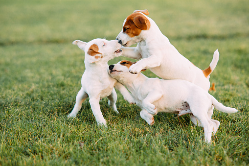 Three Jack Russell puppies play on the grass at lawn.