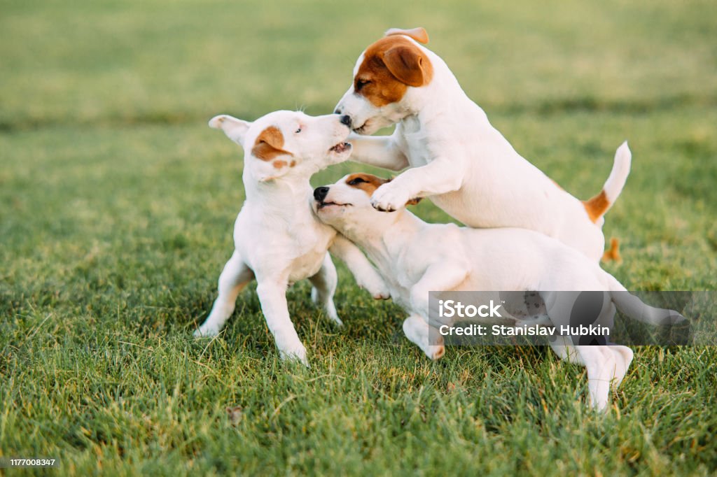 Three Jack Russell puppies play on the grass. Three Jack Russell puppies play on the grass at lawn. Puppy Stock Photo