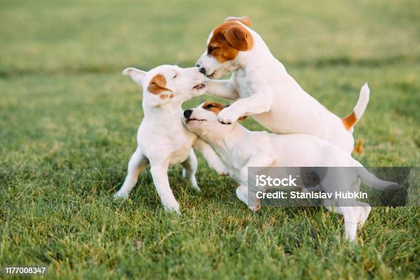 Three Jack Russell Puppies Play On The Grass Stock Photo - Download Image Now - Puppy, Dog, Playful