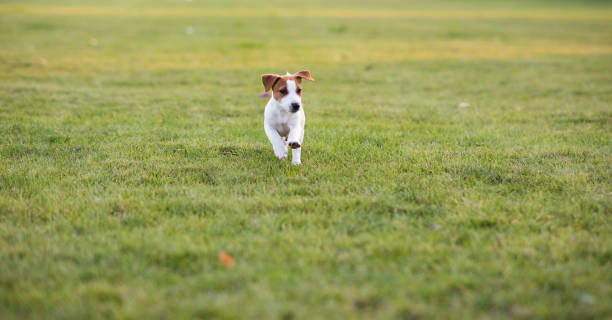 istock Jack Russell puppy runs on the lawn. 1177008499