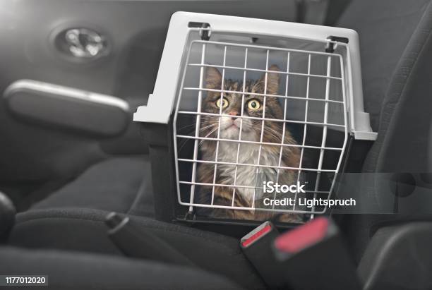 Cute Maine Coon Cat In A Pet Carrier Stands On The Passenger Seat In A Car Stock Photo - Download Image Now