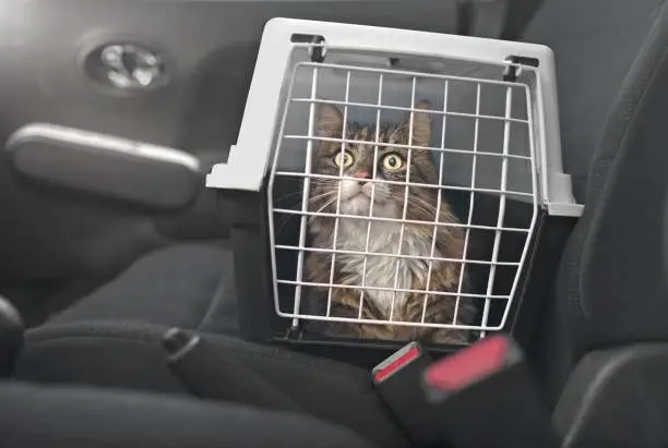 Photo of Cute Maine coon cat in a pet carrier stands on the passenger seat in a car.