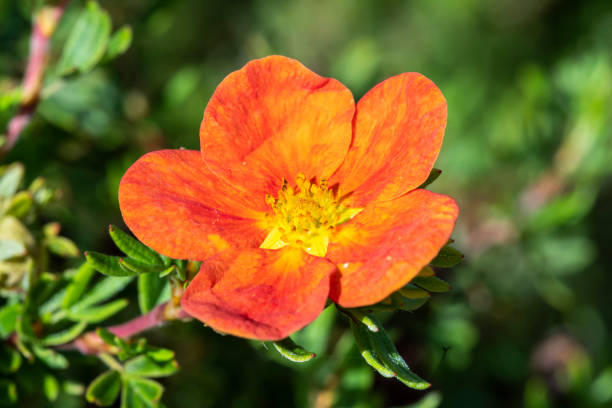 Potentilla 'Red Ace' Potentilla 'Red Ace' a summer flowered plant known as cinquefoil potentilla fruticosa stock pictures, royalty-free photos & images