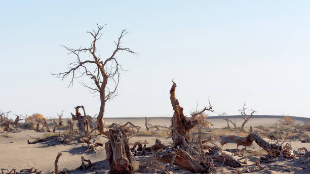 istock Dead populus euphratica trees in dead tree forest desert on the blue sky background, Ejina in the autumn. Landscape of populus euphratica tree in desert of Ejina, Inner Mongolia, China. 1177015128