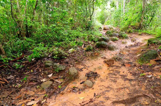 Colombia, mud footpath through wild Darien jungle of the Caribbean sea near Capurgana resort and Panama border. Central America.