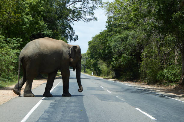 istock Polonnaruwa 2 1177015620