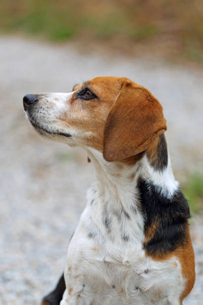 istock Beagle dog in close-up portrait 1177017393