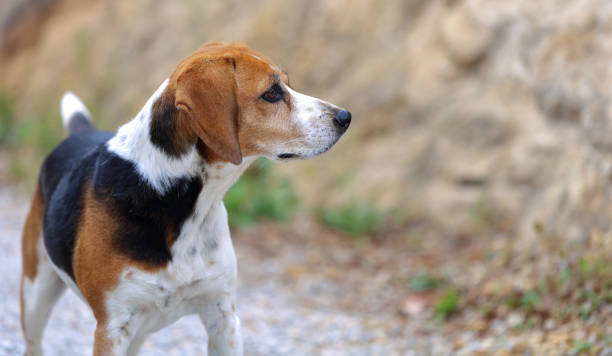 istock Beagle dog in close-up portrait 1177017399