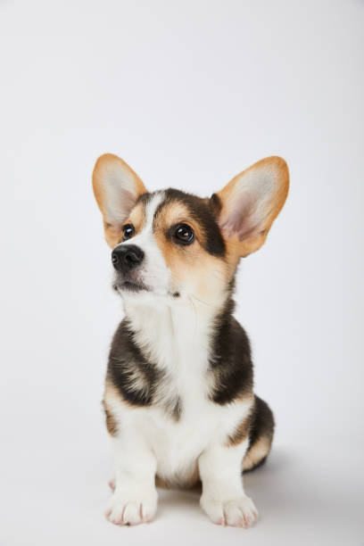 istock cute welsh corgi puppy sitting on white background 1177018582