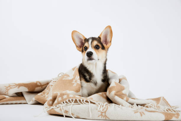istock cute welsh corgi puppy in cozy blanket isolated on white 1177018641