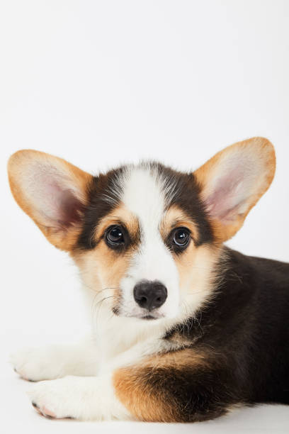 istock cute welsh corgi puppy looking away isolated on white 1177018648