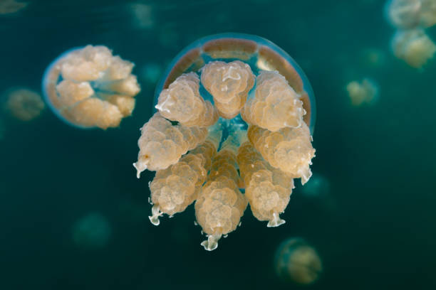 plan rapproché de méduses non-stinging dans le lac marin célèbre des îles de roche, palau - jellyfish sea green underwater photos et images de collection