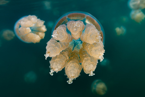 There are about 70 marine lakes located throughout the Rock Islands, but the Jellyfish Lake is the famous one. Millions of golden jellyfishes migrate horizontally across the lake daily. Jellyfish Lake is connected to the ocean through fissures and tunnels in the limestone of an ancient Miocene reef. However the lake is sufficiently isolated and the conditions are different enough that the diversity of species in the lake is greatly reduced from the nearby lagoon. The Golden Jellyfish, Mastigias cf. papua etpisoni in this lake has evolved to be substantially different from the close relatives Mastigias papua living in the nearby lagoons, they lost lost most or all of the blue pigmentation, they have a reduction in the number, length and thickness of the terminal clubs, and they are non-stinging, so swimming in that lake is truly magical! Populations of older marine lakes often have medusae with no terminal clubs and when present, the terminal clubs are only about 0.17 of the bell diameter in length. Palau, 7°9'38.833