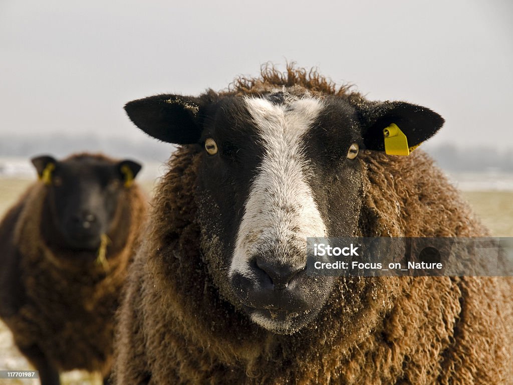 Portret owiec w Zimowy płaszcz - Zbiór zdjęć royalty-free (Brązowy)